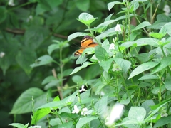 Doleschallia bisaltide