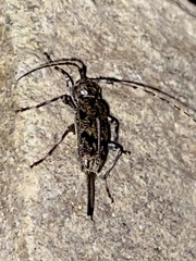 Graphisurus fasciatus