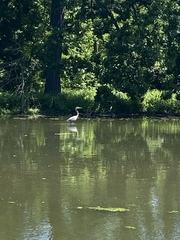 Ardea herodias