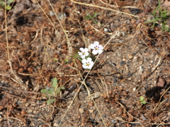 Leptosiphon montanus