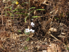 Leptosiphon montanus