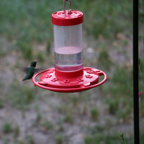 Ruby-throated Hummingbird photographed in Nebraska