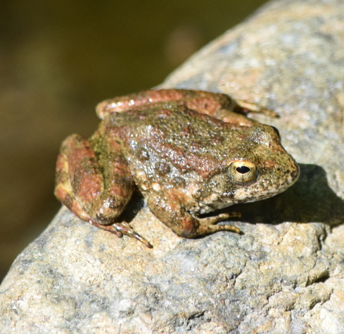 Foothill Yellow-legged Frog, California, US, photo 10 of 10