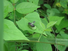 Megachile conjuncta