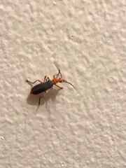 Podabrus tomentosus