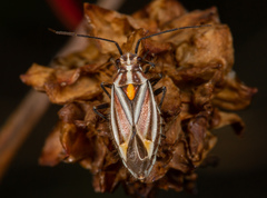 Horistus orientalis