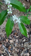Capparis acutifolia