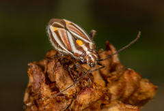 Horistus orientalis