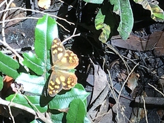 Heteronympha solandri