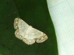 Scopula propinquaria