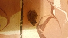 Eleutherodactylus cystignathoides