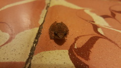 Eleutherodactylus cystignathoides