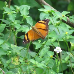 Doleschallia bisaltide