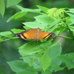 Doleschallia bisaltide