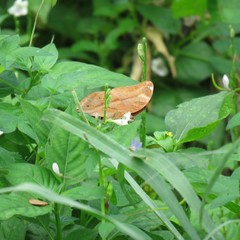 Doleschallia bisaltide