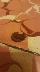 Eleutherodactylus cystignathoides