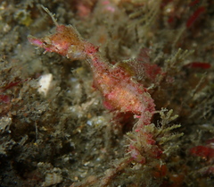 Idiotropiscis lumnitzeri