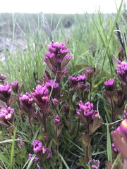 Castilleja ambigua humboldtiensis