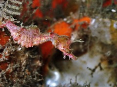 Idiotropiscis lumnitzeri