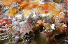 Idiotropiscis lumnitzeri