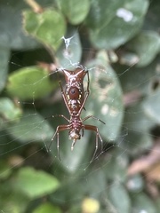 Micrathena swainsoni