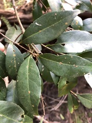 Elaeocarpus obovatus