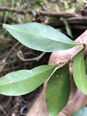 Elaeocarpus obovatus