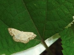 Scopula propinquaria