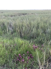 Castilleja ambigua humboldtiensis