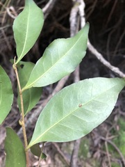 Elaeocarpus obovatus