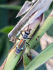 Phylloscyrtus amoenus