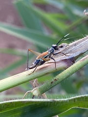 Phylloscyrtus amoenus