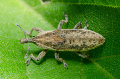 Lixus scrobicollis
