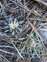 Townsendia jonesii tumulosa