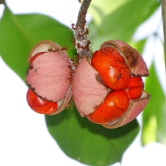 Aphanamixis polystachya