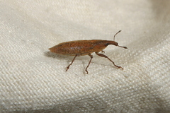 Lixus rubellus