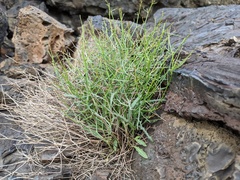Stephanomeria tenuifolia