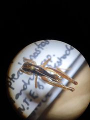 Hemiandrus maculifrons