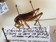 Hemiandrus maculifrons