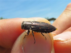 Chrysobothris octocola