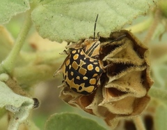 Orsilochides scurrilis