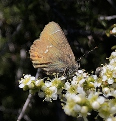 Callophrys muiri