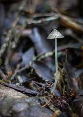 Pseudohydropus parafunebris