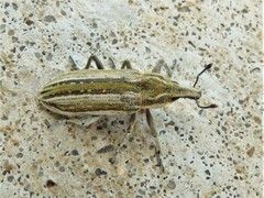 Scaphomorphus