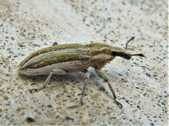 Scaphomorphus