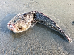 Genyagnus monopterygius