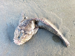 Genyagnus monopterygius