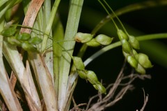 Carex cumberlandensis