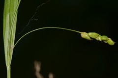 Carex cumberlandensis