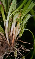 Carex cumberlandensis